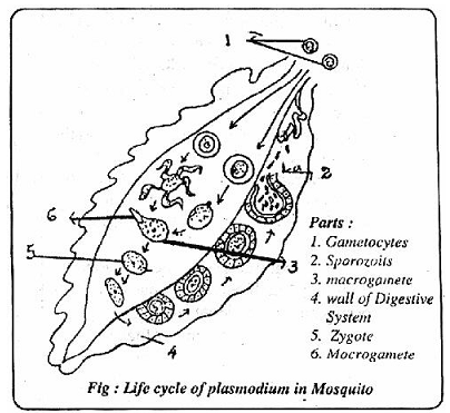 354_life cycle of malarial parasite.png